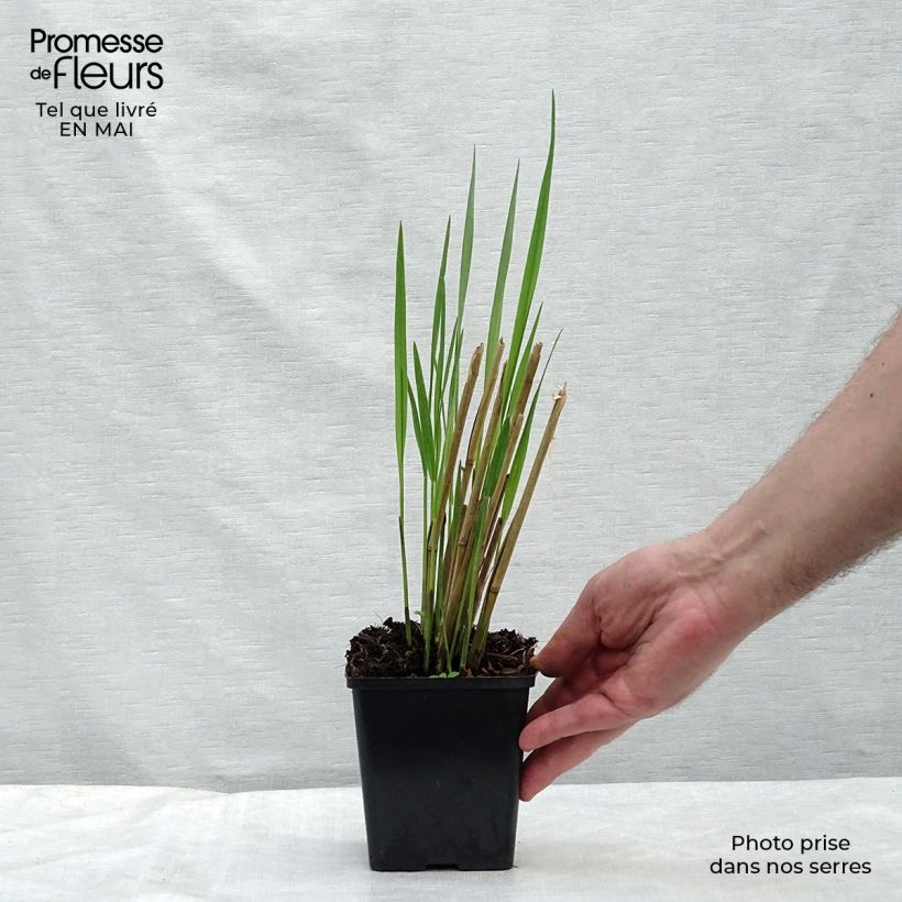 Panicum virgatum Thundercloud - Switchgrass 8/9 cm pot sample as delivered in spring