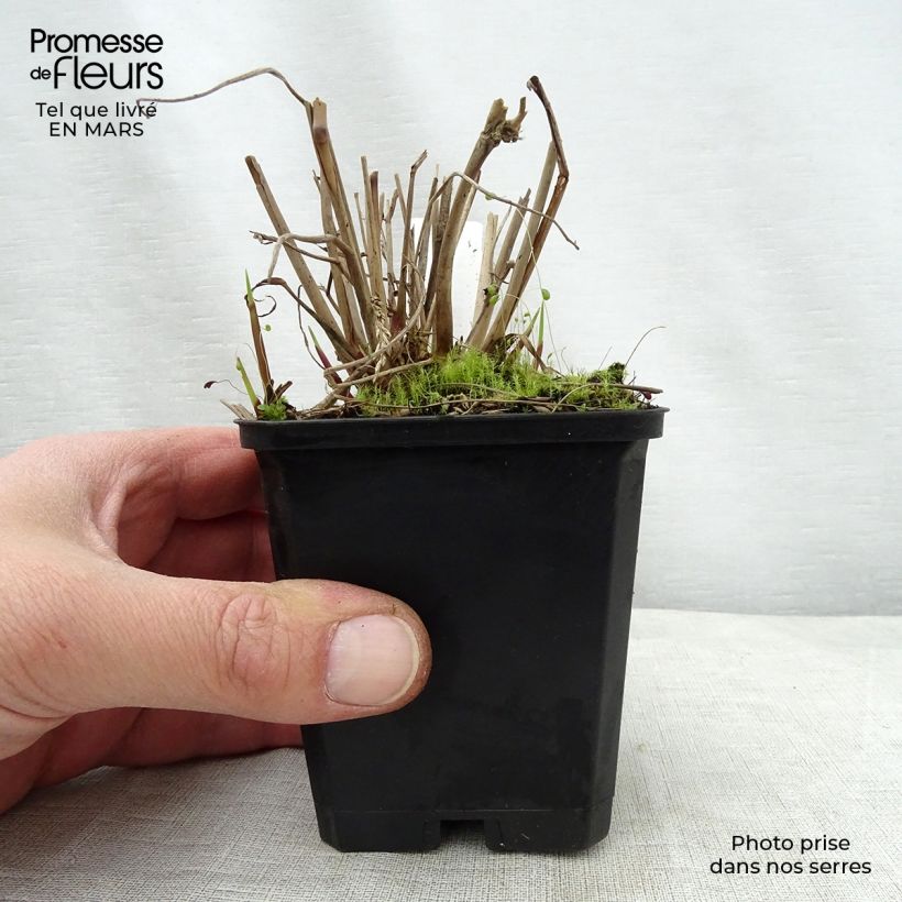 Panicum virgatum Warrior - Switchgrass 8/9 cm pot sample as delivered in spring
