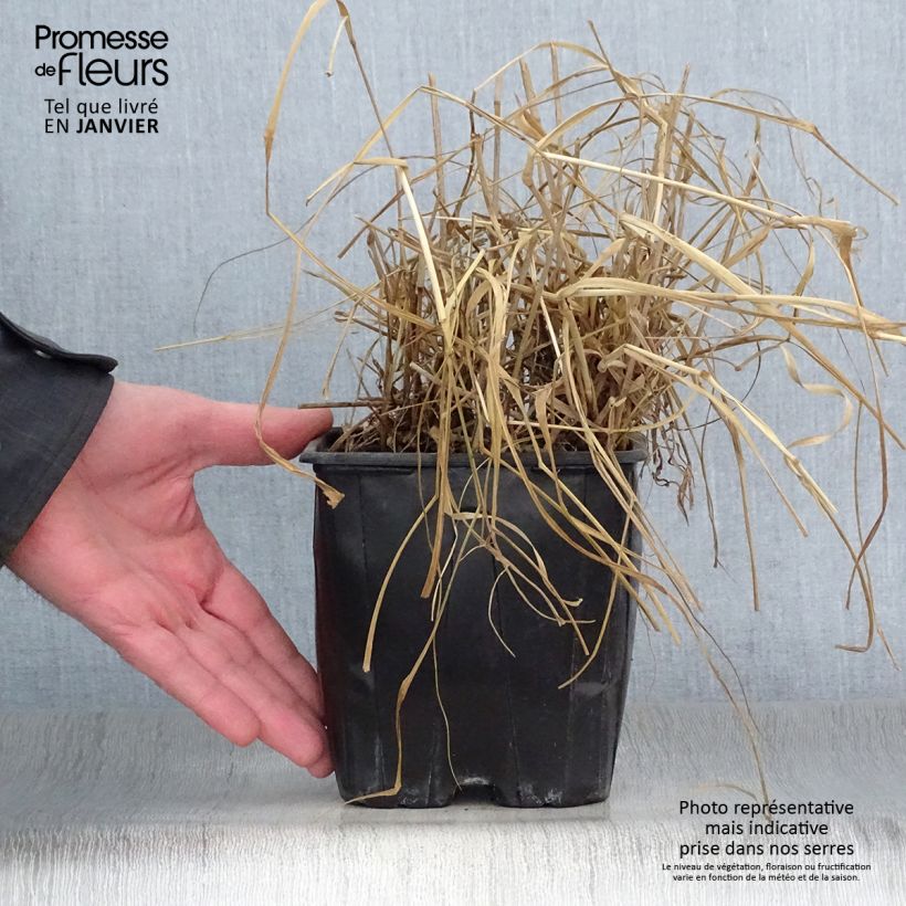 Panicum virgatum Warrior - Switchgrass 2L/3L pot sample as delivered in winter