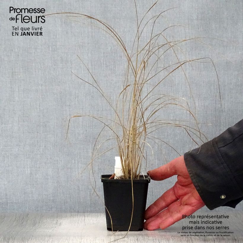 Panicum amarum 8/9 cm pot sample as delivered in winter