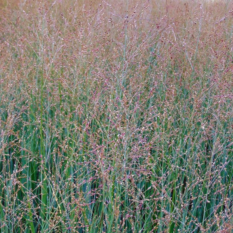 Panicum virgatum Cloud Nine - Switchgrass (Flowering)
