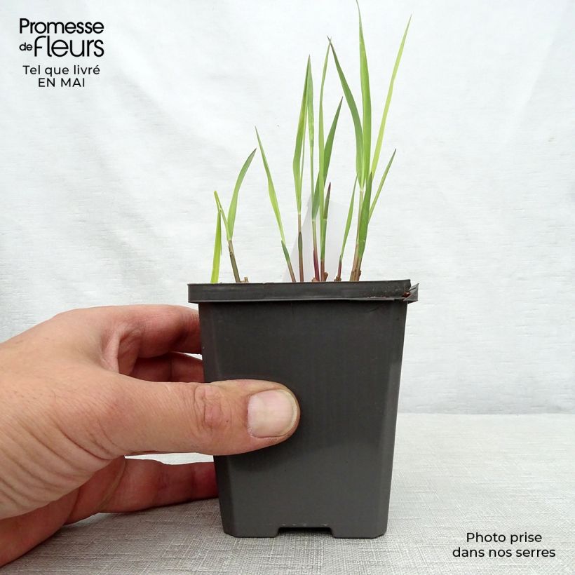 Panicum virgatum Purple Breeze - Switchgrass 8/9 cm pot sample as delivered in spring