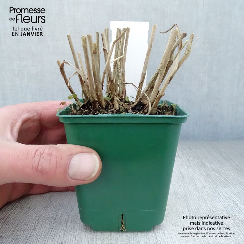 Panicum virgatum Squaw - Switchgrass 8/9 cm pot sample as delivered in winter