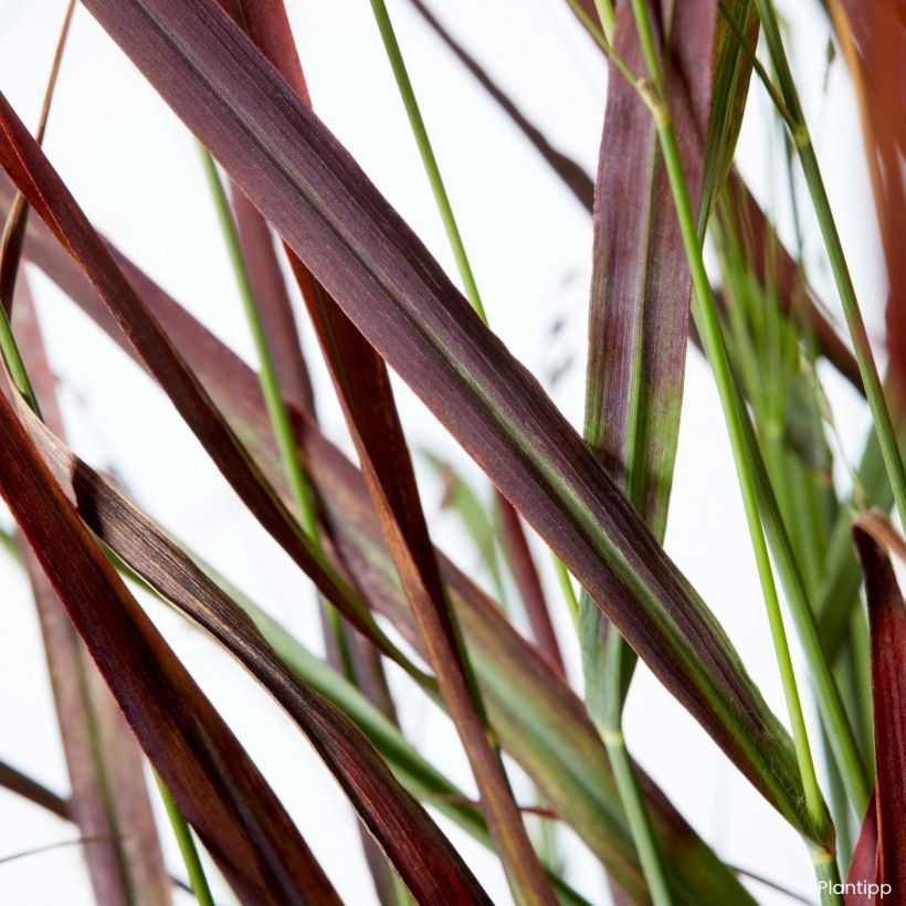 Panicum virgatum Hot Rod - Switchgrass (Foliage)