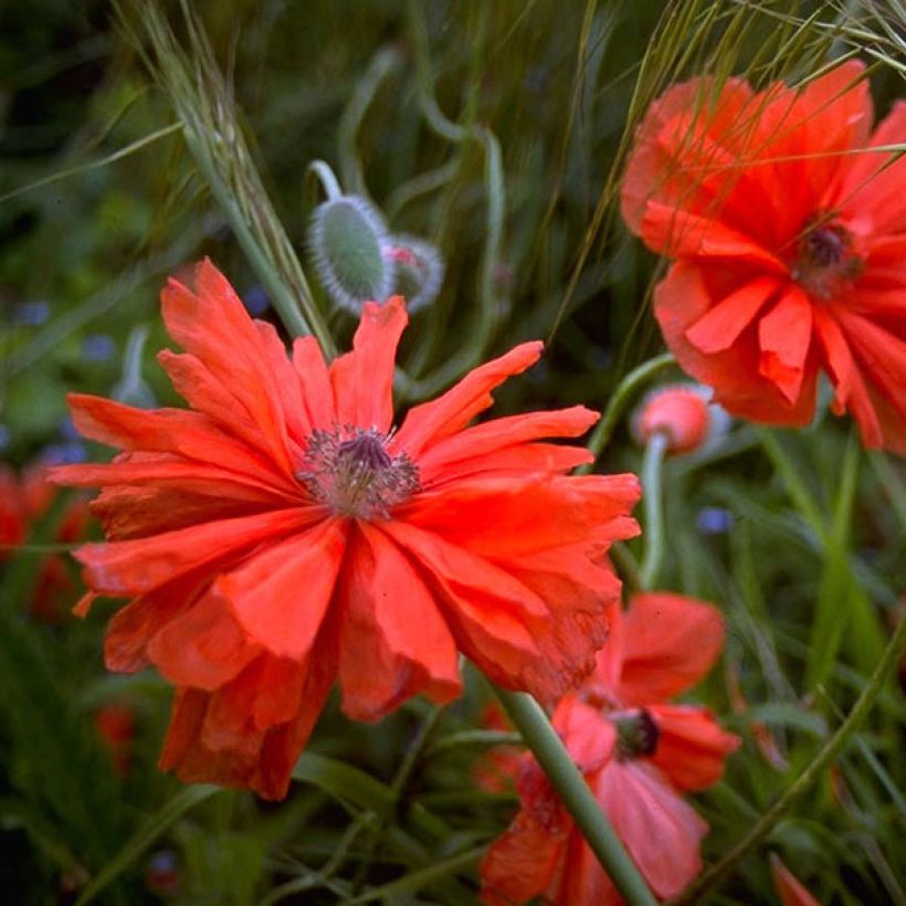 Papaver orientale May Queen - Oriental Poppy (Flowering)