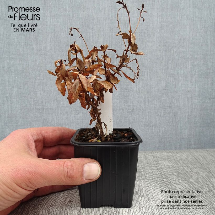 Parahebe catarractae Avalanche 8/9 cm pot sample as delivered in winter