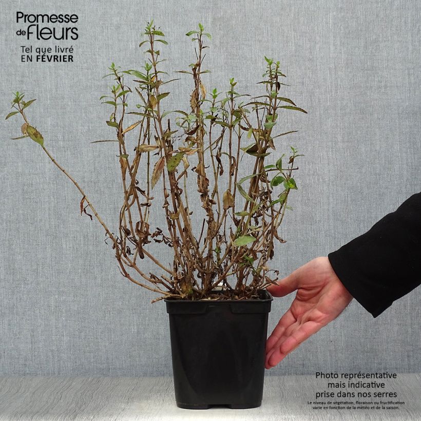 Parahebe catarractae Avalanche 2L/3L pot sample as delivered in winter