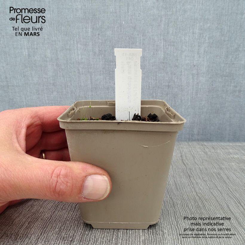 Paris quadrifolia - Herb-Paris 8/9 cm pot sample as delivered in winter