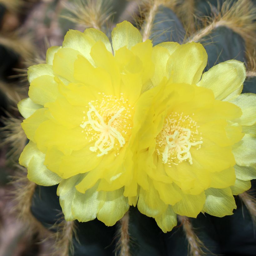 Parodia magnifica - Notocactus magnificus (Flowering)