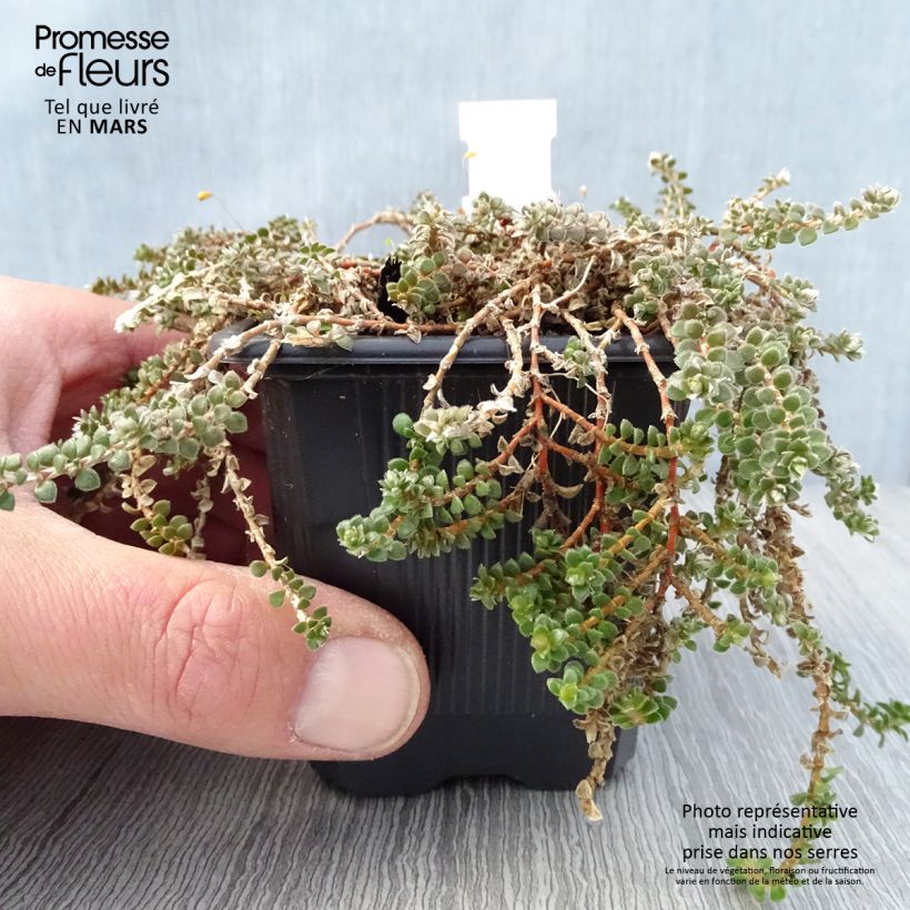 Paronychia kapela subsp. serpyllifolia 8/9 cm pot sample as delivered in spring