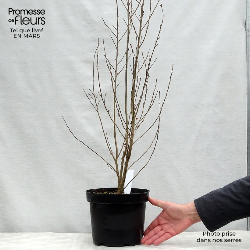 Parrotia persica Persian Spire - Persian Ironwood 3L/4L pot sample as delivered in spring