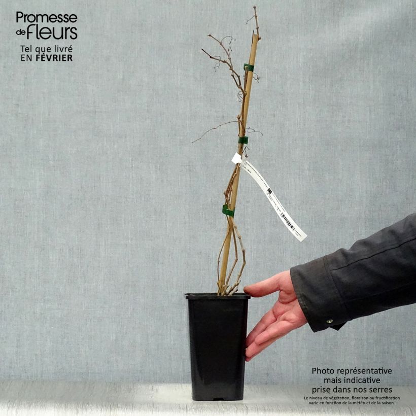 Parthenocissus quinquefolia Star Shower- Virginia Creeper 1.5L/2L pot sample as delivered in winter