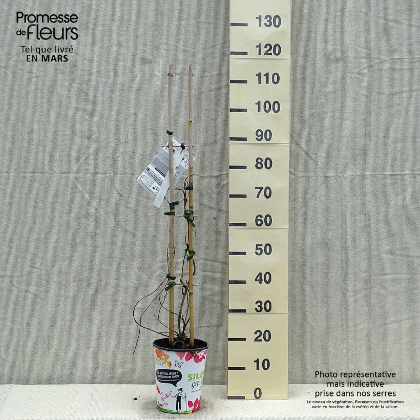 Parthenocissus tricuspidata Atropurpurea- Boston Ivy 2L/3L pot sample as delivered in spring