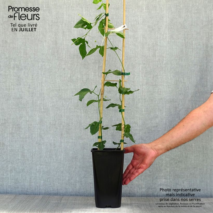Passiflora Eia Popeia- Passion Flower 2L/3L pot sample as delivered in summer