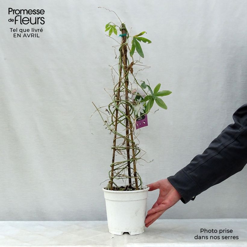 Passiflora subpeltata 2L/3L pot sample as delivered in spring