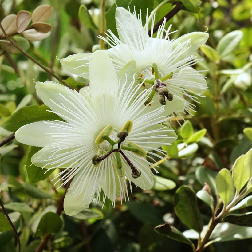 Passiflora subpeltata (Flowering)