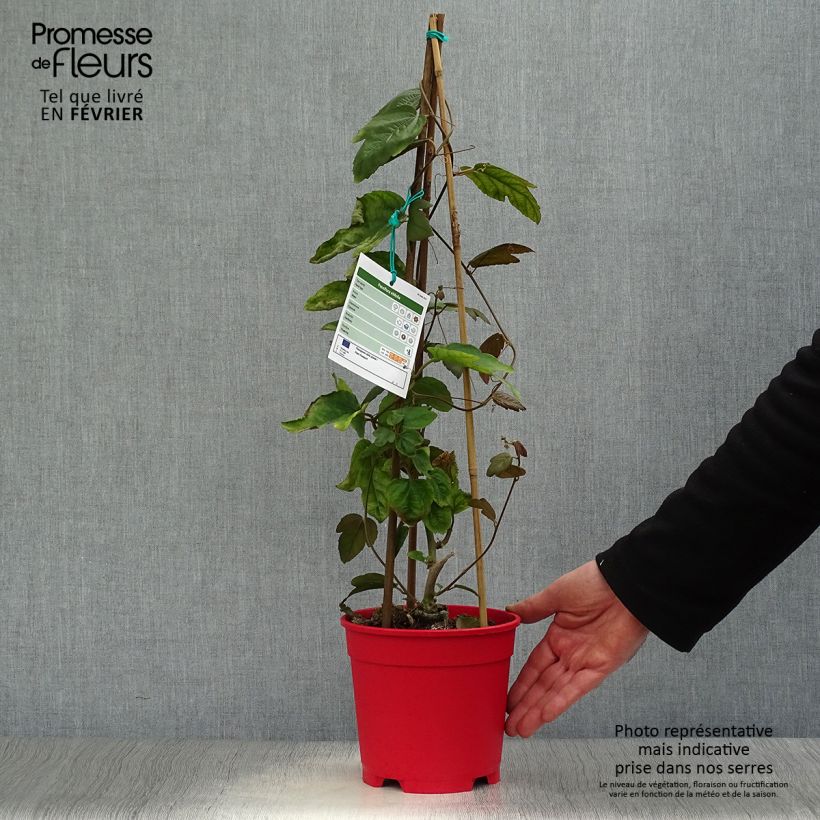 Passiflora vitifolia 2L/3L pot sample as delivered in winter