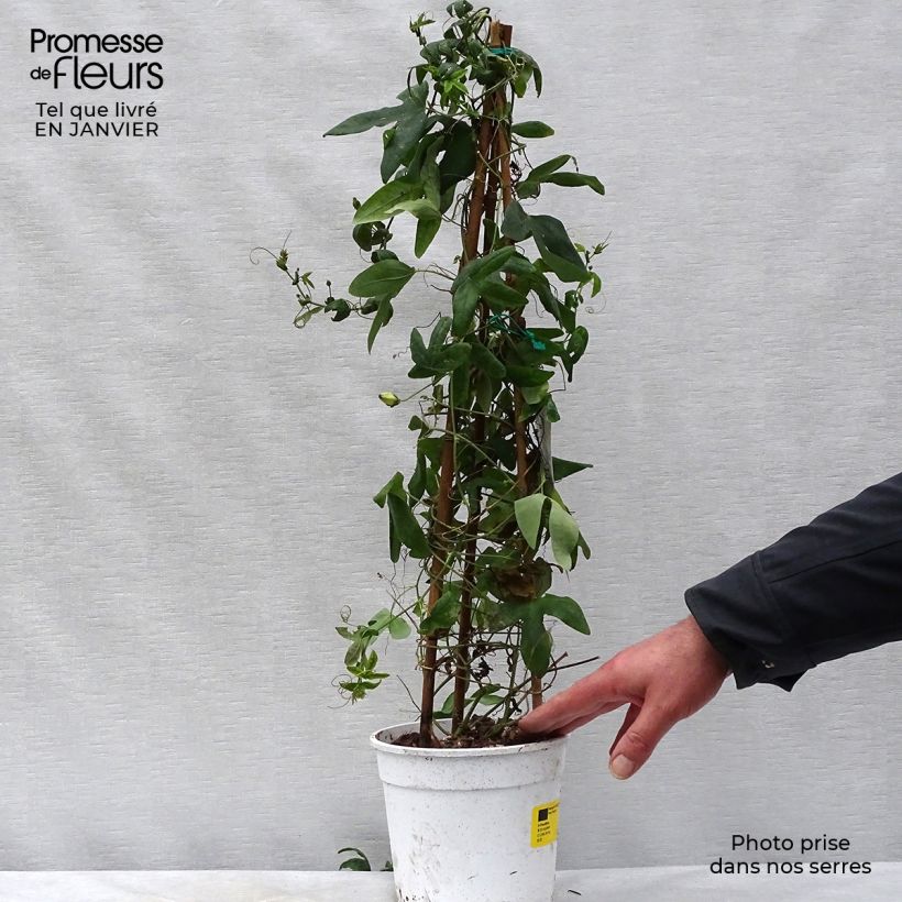 Passiflora Amethyst White- Passion Flower 2L/3L pot sample as delivered in winter