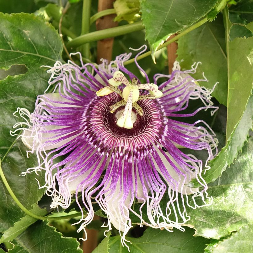 Passiflora Byron Beauty- Passion Flower (Flowering)