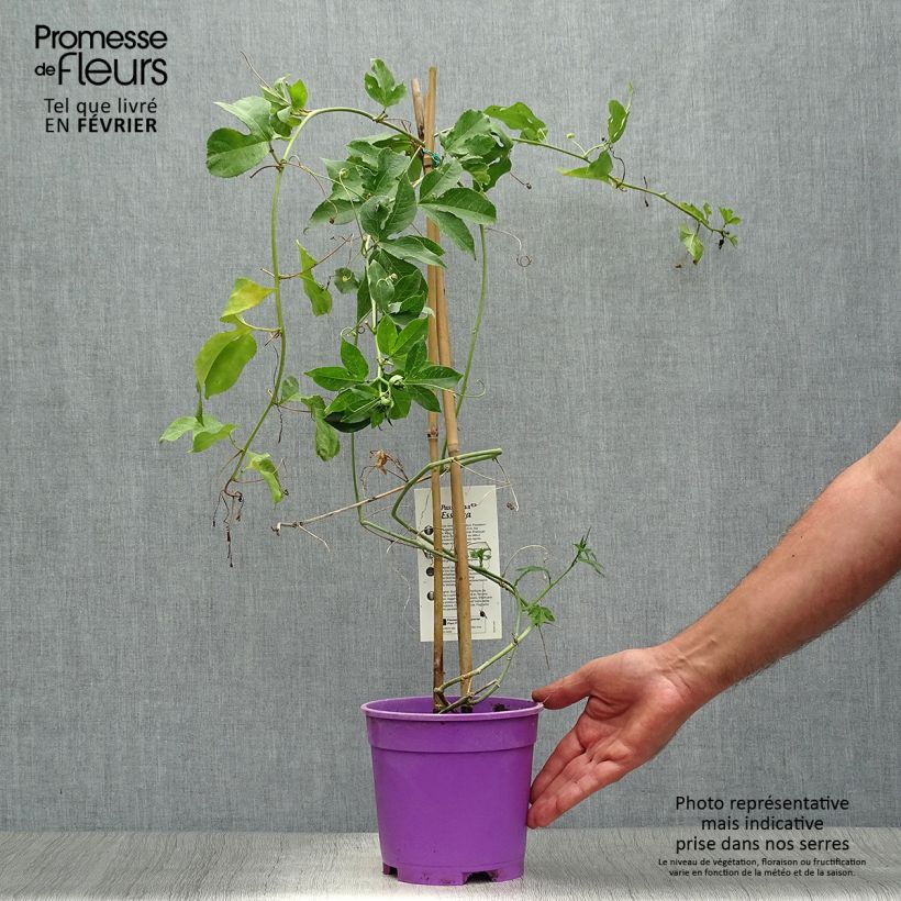 Passiflora Essenza- Passion Flower 2L/3L pot sample as delivered in autumn