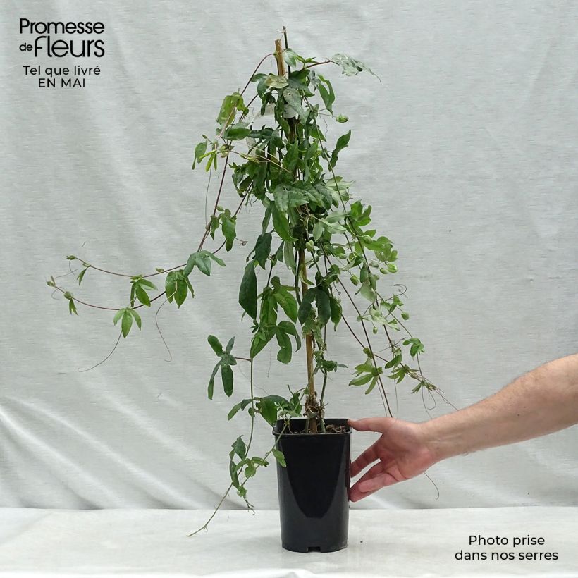 Passiflora Lady Betty Myles Young- Passion Flower 3L/4L pot sample as delivered in spring