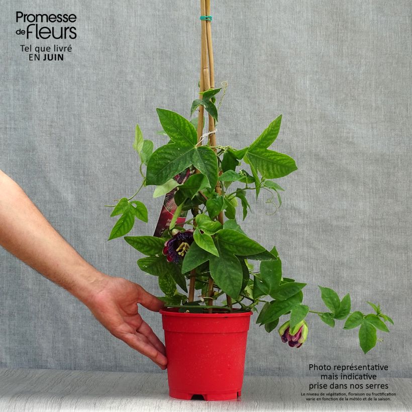 Passiflora Marijke - Passion Flower 2L/3L pot sample as delivered in summer