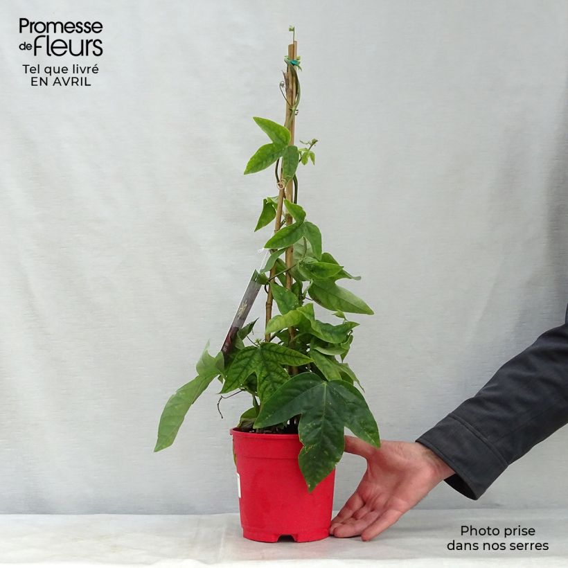 Passiflora Marijke - Passion Flower 2L/3L pot sample as delivered in spring