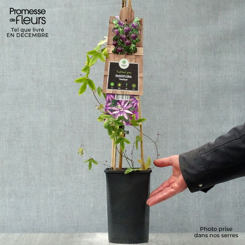 Passiflora Violacea- Passion Flower 2L/3L pot sample as delivered in winter