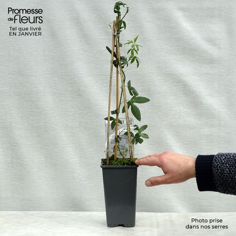 Passiflora caerulea Constance Elliot- Passion Flower 2L/3L pot sample as delivered in winter