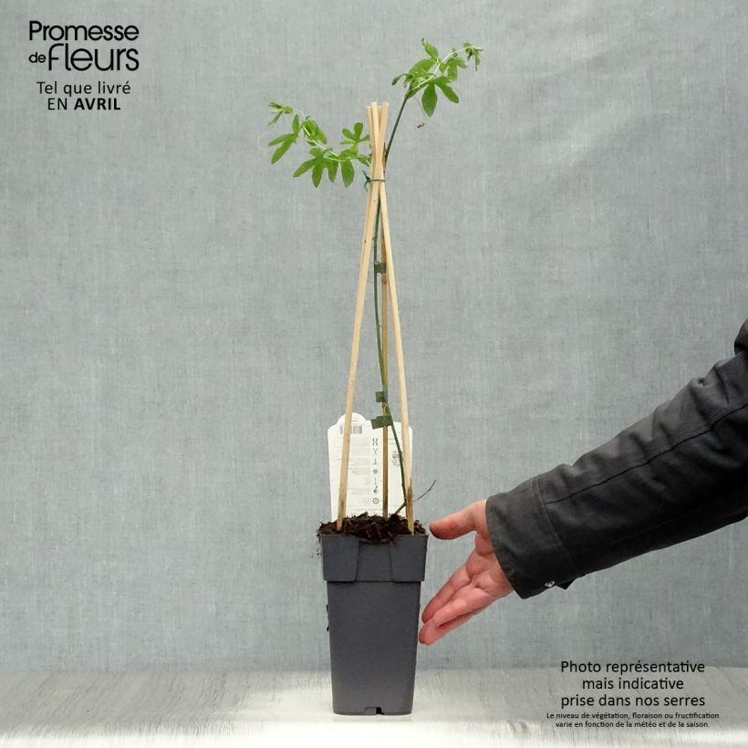 Passiflora caerulea Constance Elliot- Passion Flower 2L/3L pot sample as delivered in spring