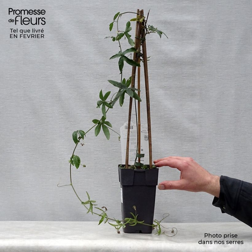 Passiflora caerulea- Passion Flower 2L/3L pot sample as delivered in winter