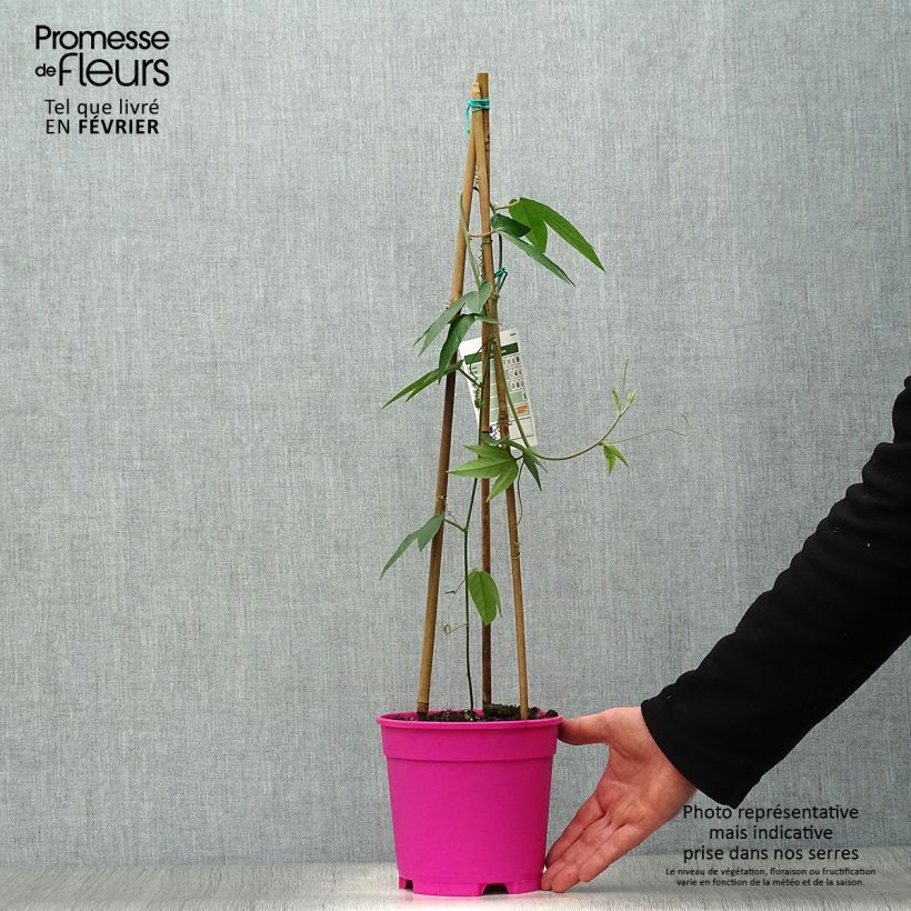 Passiflora Pink Passion- Passion Flower 2L/3L pot sample as delivered in winter