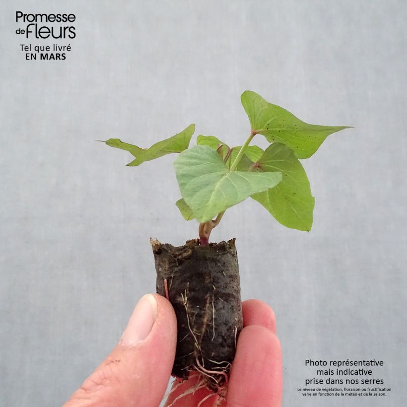 Sweet Potato Orleans plants - Ipomoea batatas Plug plant 3/4cm sample as delivered in spring