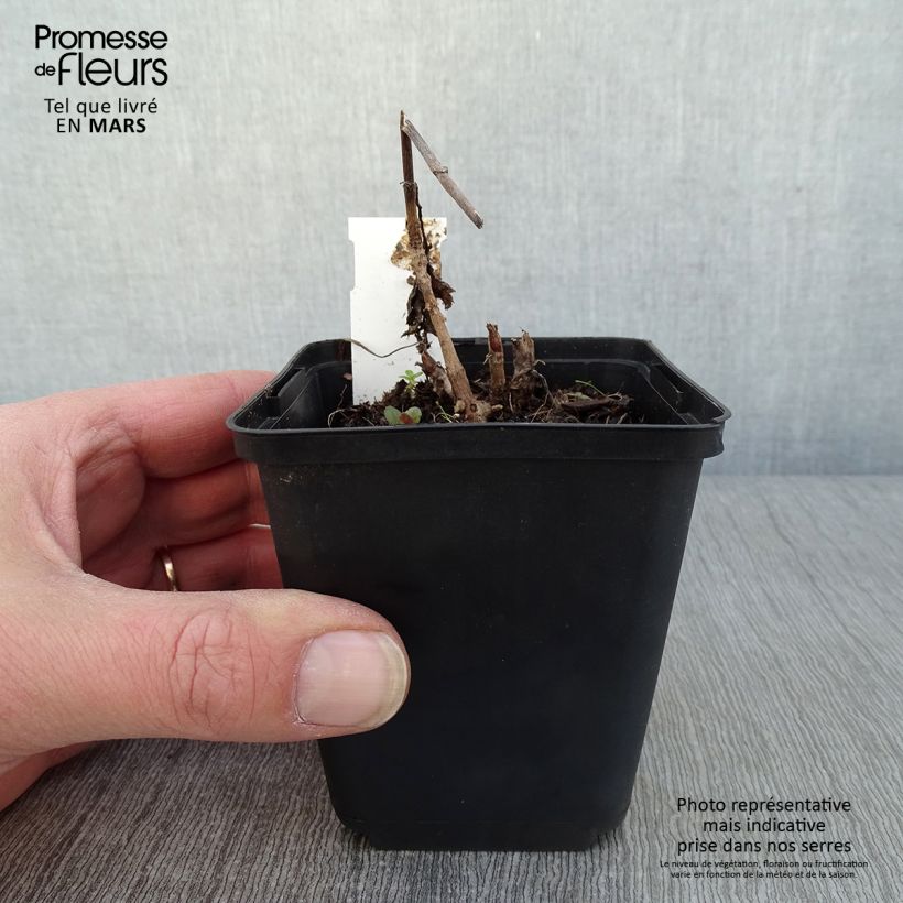 Patrinia gibbosa 8/9 cm pot sample as delivered in winter