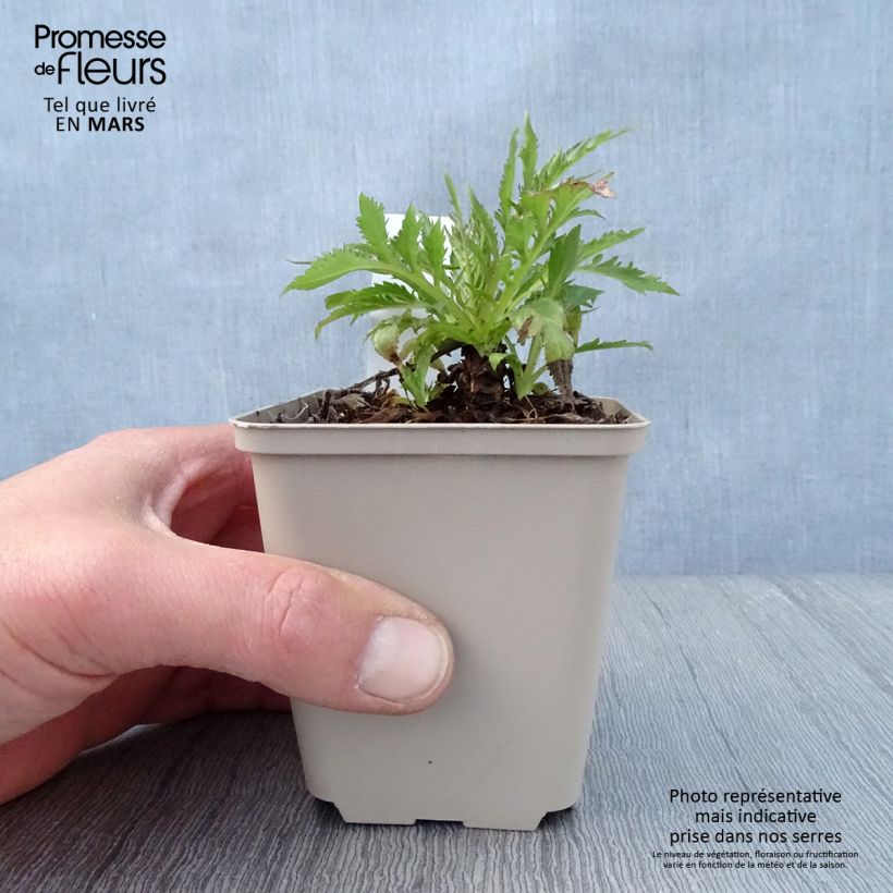 Patrinia monandra 8/9 cm pot sample as delivered in spring