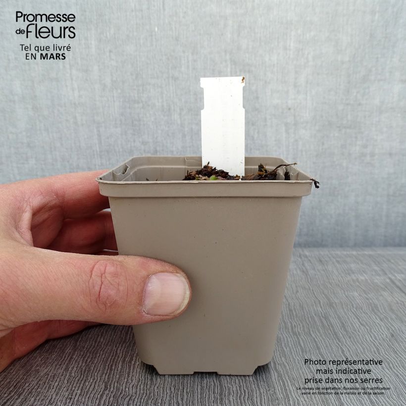 Patrinia monandra 8/9 cm pot sample as delivered in winter