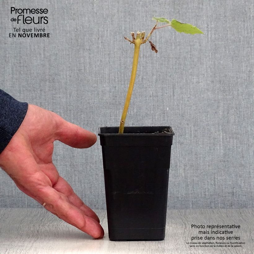 Paulownia fortunei April Light - Foxglove Tree 1L/1.5L pot sample as delivered in autumn