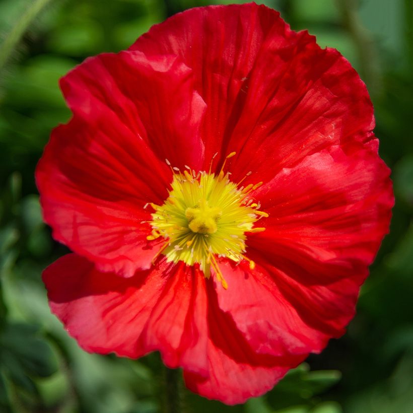 Iceland Poppy Champagne Bubbles Mix (Flowering)