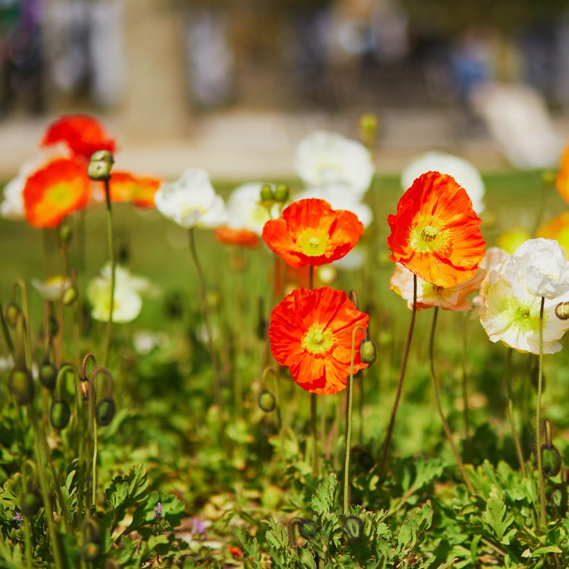 Iceland Poppy Champagne Bubbles Mix (Plant habit)
