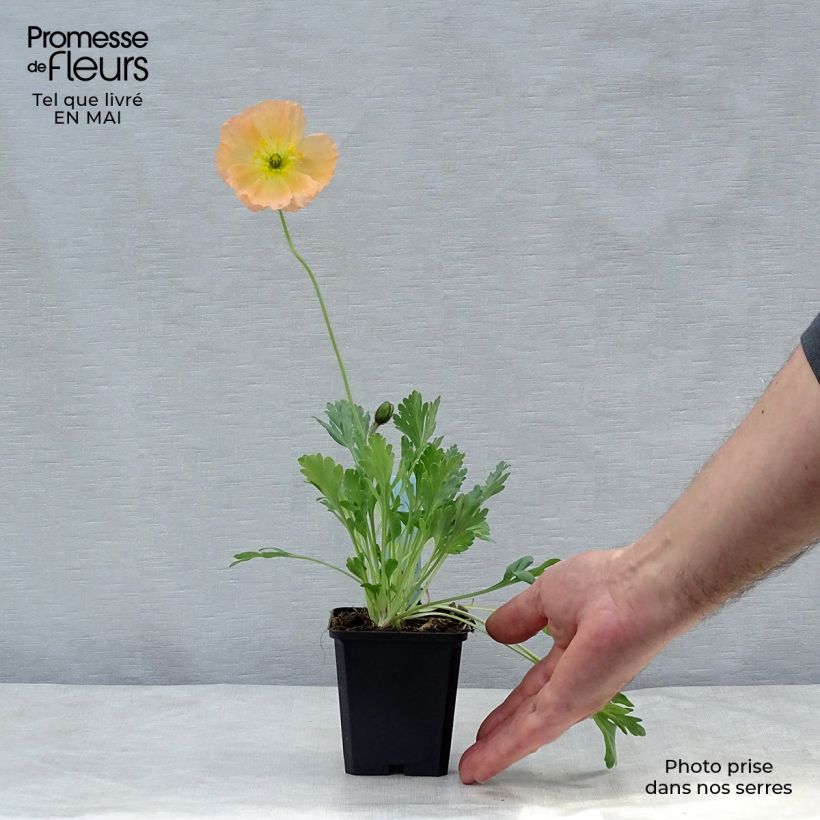 Papaver nudicaule Gartenzwerg Group 8/9 cm pot sample as delivered in spring