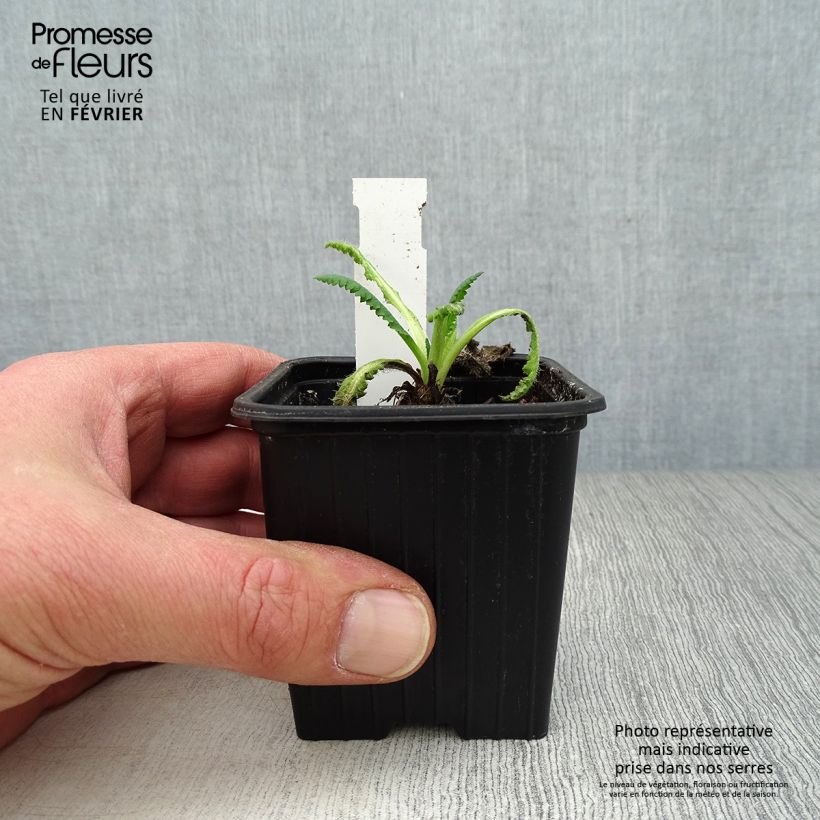 Papaver orientale Clochard - Oriental Poppy 8/9 cm pot sample as delivered in winter