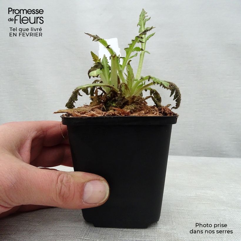 Papaver orientale Curlilocks - Oriental Poppy 8/9 cm pot sample as delivered in winter