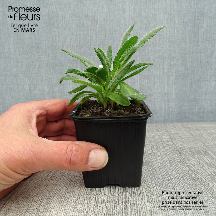 Papaver orientale Harvest Moon - Oriental Poppy 8/9 cm pot sample as delivered in spring