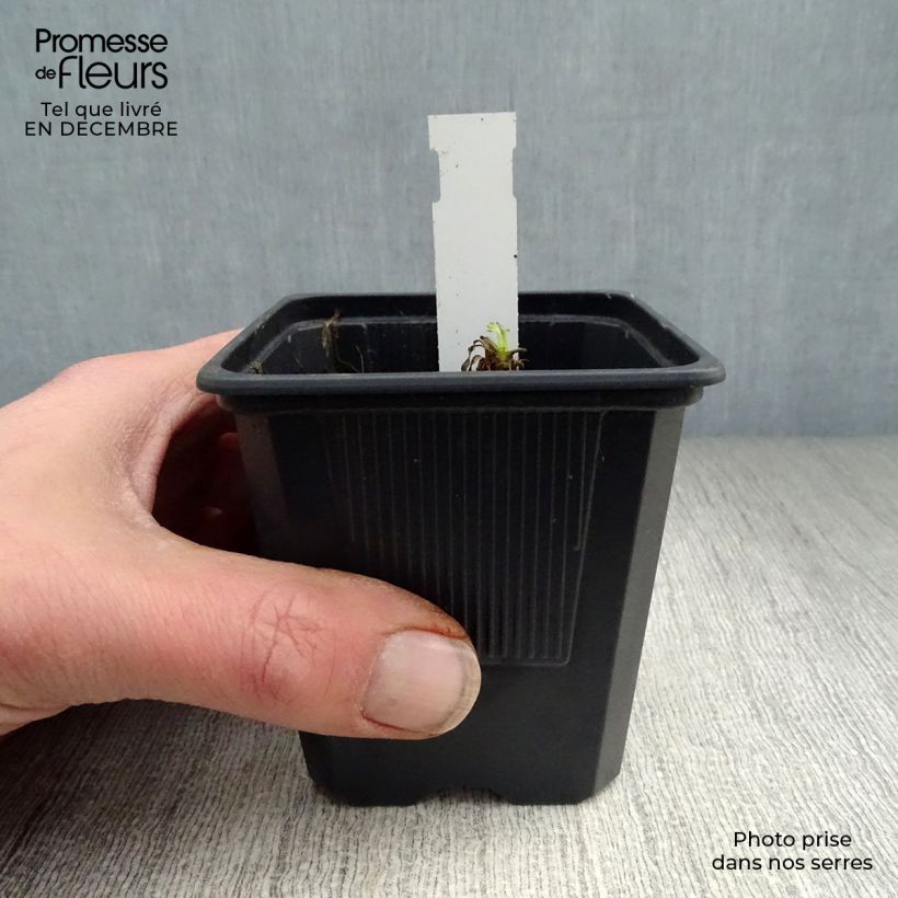 Papaver orientale Karine - Oriental Poppy 8/9 cm pot sample as delivered in winter
