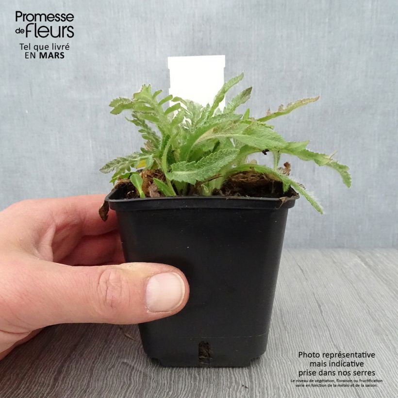 Papaver orientale May Queen - Oriental Poppy 8/9 cm pot sample as delivered in spring