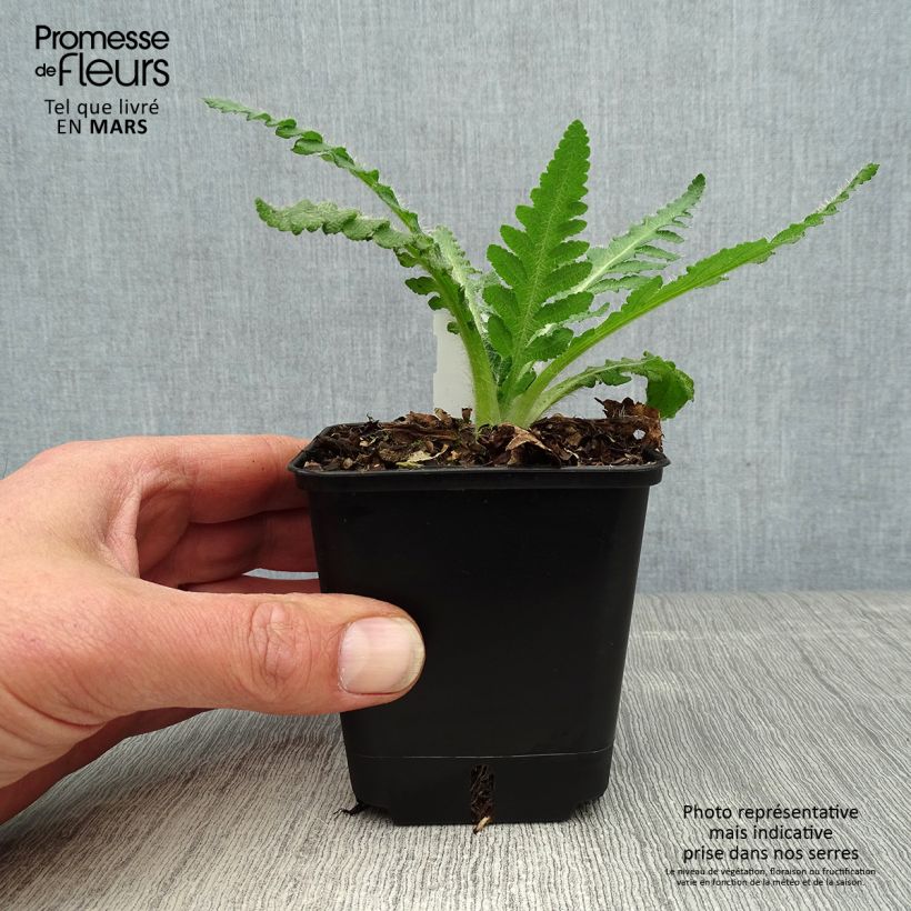 Papaver orientale Royal Wedding - Oriental Poppy 7/8 cm pot sample as delivered in spring