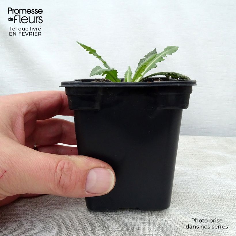 Papaver orientale Royal Wedding - Oriental Poppy 7/8 cm pot sample as delivered in winter