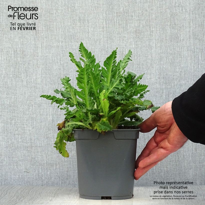 Papaver orientale Royal Wedding - Oriental Poppy 2L/3L pot sample as delivered in winter