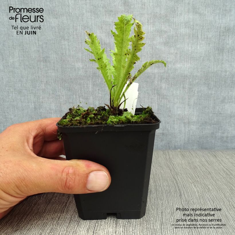 Papaver orientale Türkenlouis - Oriental Poppy 8/9 cm pot sample as delivered in summer