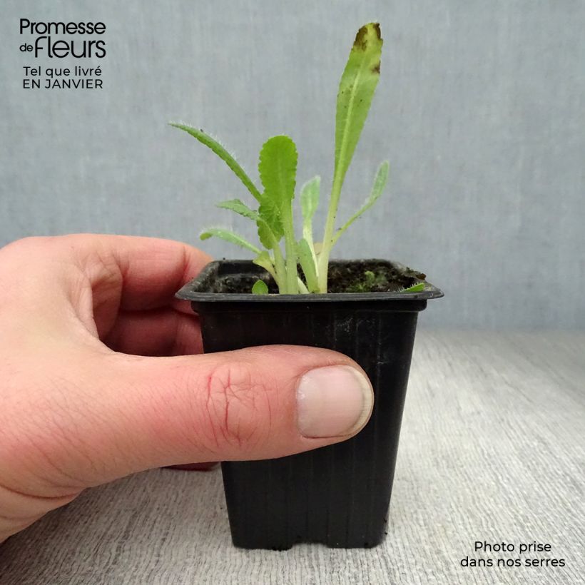 Papaver orientale Allegro - Oriental Poppy 7/8 cm pot sample as delivered in winter